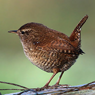 adulto, Verona, 21.01.2018