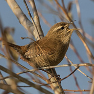adulto, Pescantina (VR), 19.11.2017