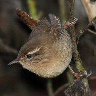 adulto, Oasi Gaggio (VE), 21.10.2007