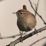 adulto, Delta del Po (RO)