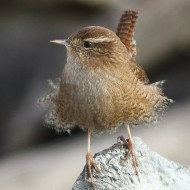 adulto, Sacca di Scardovari (RO), 29.12.2014