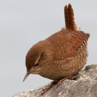 adulto, Lido Campanello (VR), 12.02.2011