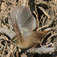 adulto, Spresiano (TV), 18.11.2017