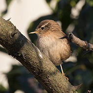 adulto, Verona, 6.01.2019