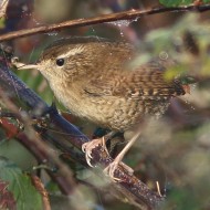 adulto, Delta del Po (RO), 9.11.2015