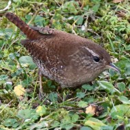 adulto, Favaro Veneto (VE), 25.01.2015