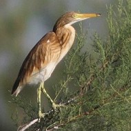 giovani, Valle Dog� (VE), 30.06.2008