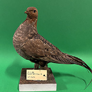 maschio preso a Verona il 29.11.1888, conservato nel Museo di Storia Naturale di Verona