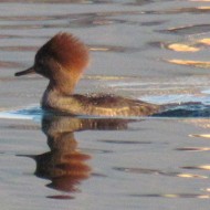 femmina, Lago di Busche (BL), 27.01.2012
