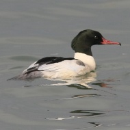 maschio, Lago di Garda (VR), 25.11.2007