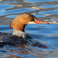 femmina, Garda (VR), 6.01.2019