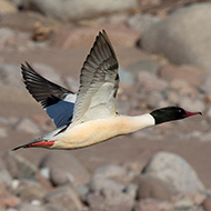 maschio in volo, gennaio