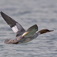 femmina in volo, Lago di Garda (VR), 26.05.2018