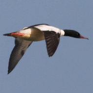 maschio in volo, Lago di Garda (VR), 16.03.2013