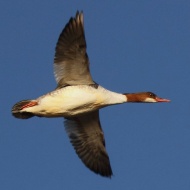 femmina in volo, Lama di Revellino (VE), 25.01.2012