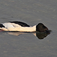 maschio in caccia, Lago di Garda (VR), 1.12.2007