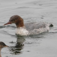 giovane con tuffetto, ottobre