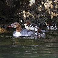 femmina con pulli, Lago di Garda (VR), 26.05.2018