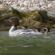 femmina con pulli, Lago di Garda (VR), 26.05.2018