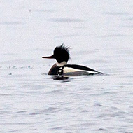 maschio, Lago di Garda (VR), 9.01.2011