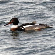 coppia, Sacca di Scardovari (RO), 17.01.2015