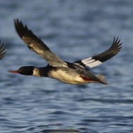 maschi in volo, Venezia, 11.12.2010
