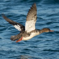 femmina in volo, dicembre