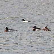 gruppo con quattrocchi, febbraio