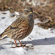 adulto, San Giorgio - Lessinia (VR), 3.12.2017