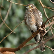 maschio 2cy, Eraclea (VE), 14.01.2013