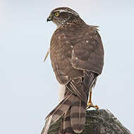 probabile femmina 1cy, Peschiera del Garda (VR), 25.11.2007