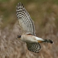 maschio adulto, Vallesina (VE), 1.02.2015