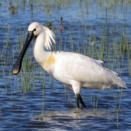 adulto in abito riproduttivo