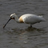 adulti in abito riproduttivo, aprile