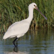 immaturo, Vallesina (VE), 20.08.2015