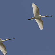 adulto (a ds) e immaturo, Ca' Pasta (RO), 12.05.2018