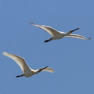 adulti e immaturo (in alto), maggio