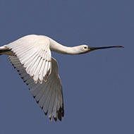 immaturo, Ca' Pasta (RO), 12.05.2018