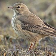 adulto, settembre - <a href=https://commons.wikimedia.org/wiki/File:Anthus-rubescens-001.jpg target=CC><font color=white>[photo credits]</font></a>