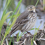 novembre - <a href=https://commons.wikimedia.org/wiki/File:Anthus_rubescens_japonicus.JPG target=CC><font color=white>[photo credits]</font></a>