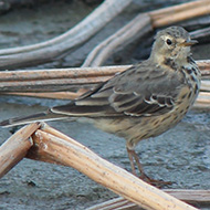 aprile - <a href=https://commons.wikimedia.org/wiki/File:Anthus_spinoletta_ijaponicus_2.JPG target=CC><font color=white>[photo credits]</font></a>