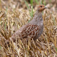 maschio adulto, Chioggia (VE), 9.06.2012