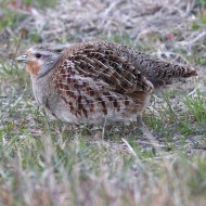 femmina adulta, Ca Bizzassa (VE), 21.02.2009