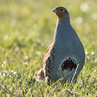 maschio adulto, Lessinia (VR), 9.12.2016