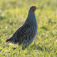 maschio adulto, Lessinia (VR), 9.12.2016