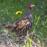 maschio adulto, Ca Bizzassa (VE), 21.02.2009