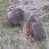 femmina adulta, Ca Bizzassa (VE), 21.02.2009