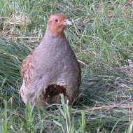 maschio adulto, Verona, 4.08.2002