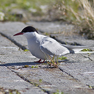 adulto in abito riproduttivo, giugno