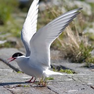 adulto in abito riproduttivo, giugno
